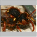 Nomada lathburiana - Wespenbiene w23b 10mm.jpg